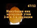 Инкубация яиц мускусной утки 2 и 3 закладки