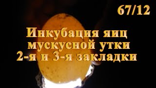 Инкубация яиц мускусной утки 2 и 3 закладки