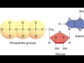 Biology Video Quiz