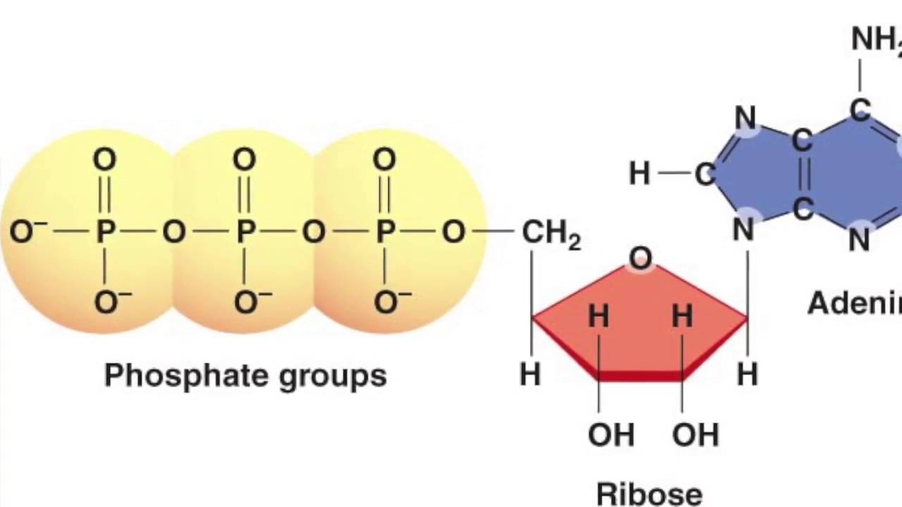 an enzyme which converts atp to cyclic amp