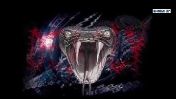 Ly kỳ chuyện bắt rắn hổ mây khổng lồ ở Núi Cấm P2 ||Bí ẩn lạ kỳ