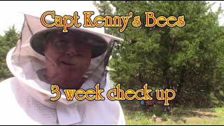 3rd Week of Beekeeping