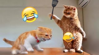 😘😂 Best Cats Videos 😻🙀 Funniest Animals 2024 # 8