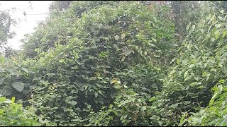New Fruit Farm Land Clearing.