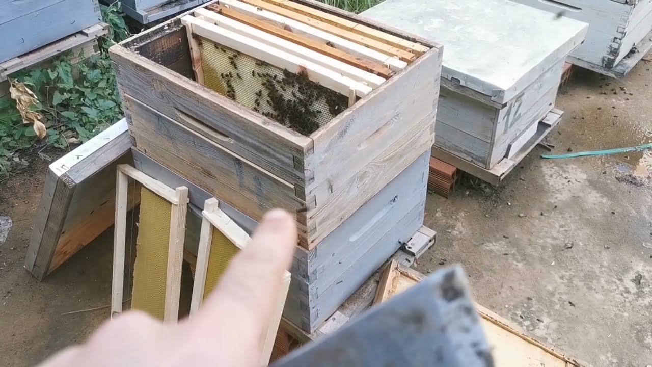 هل النحل يتوقف عن بناء الشمع بسبب  المطر وانخفاض درجات الحرارة؟/منحل أمين ولدسعيد الجزائر. آغروميال