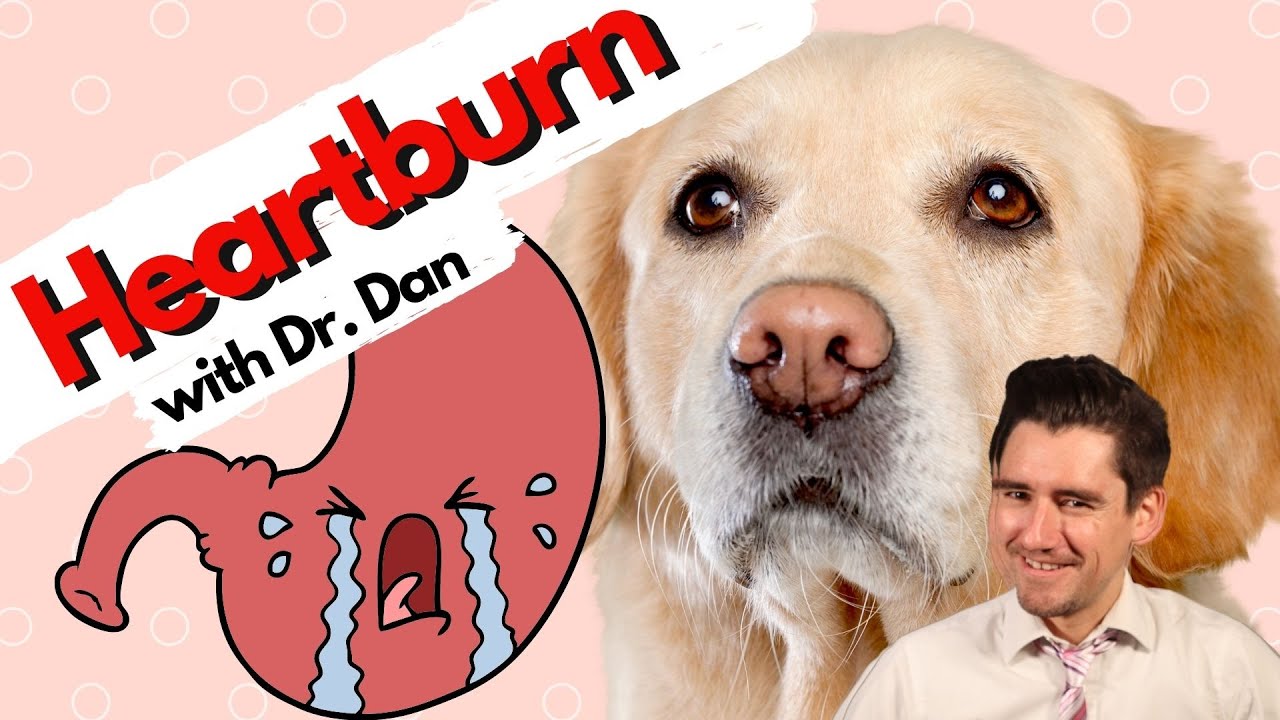 Does your Dog have HEARTBURN? Dr. Dan explains. YouTube