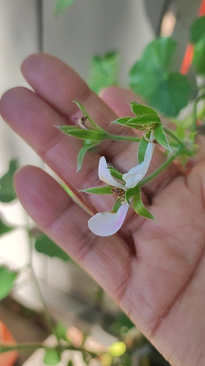 Beautiful Geranium in Hanging Bottle | Geranium 💖#tips #shorts #ytshorts  #geranium