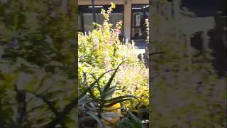 Bellísimas plantas en vivero de La Falda, Córdoba, Argentina