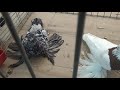 Tauben / Pigeons / Голуби / Выставка узбекских двухчубых голубей 1. /Herford. 08.12.2019