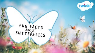 🦋 Fun Facts about Butterflies | Twinkl USA