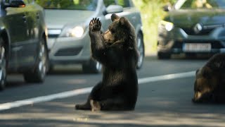 The Praying Bears  Modlící medvědi (Zarnesti, Romania 2023)