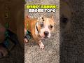歴代級の「犬語翻訳機 」伝説の反応 TOP6
