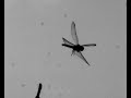 Dragonfly taking off in slow-motion