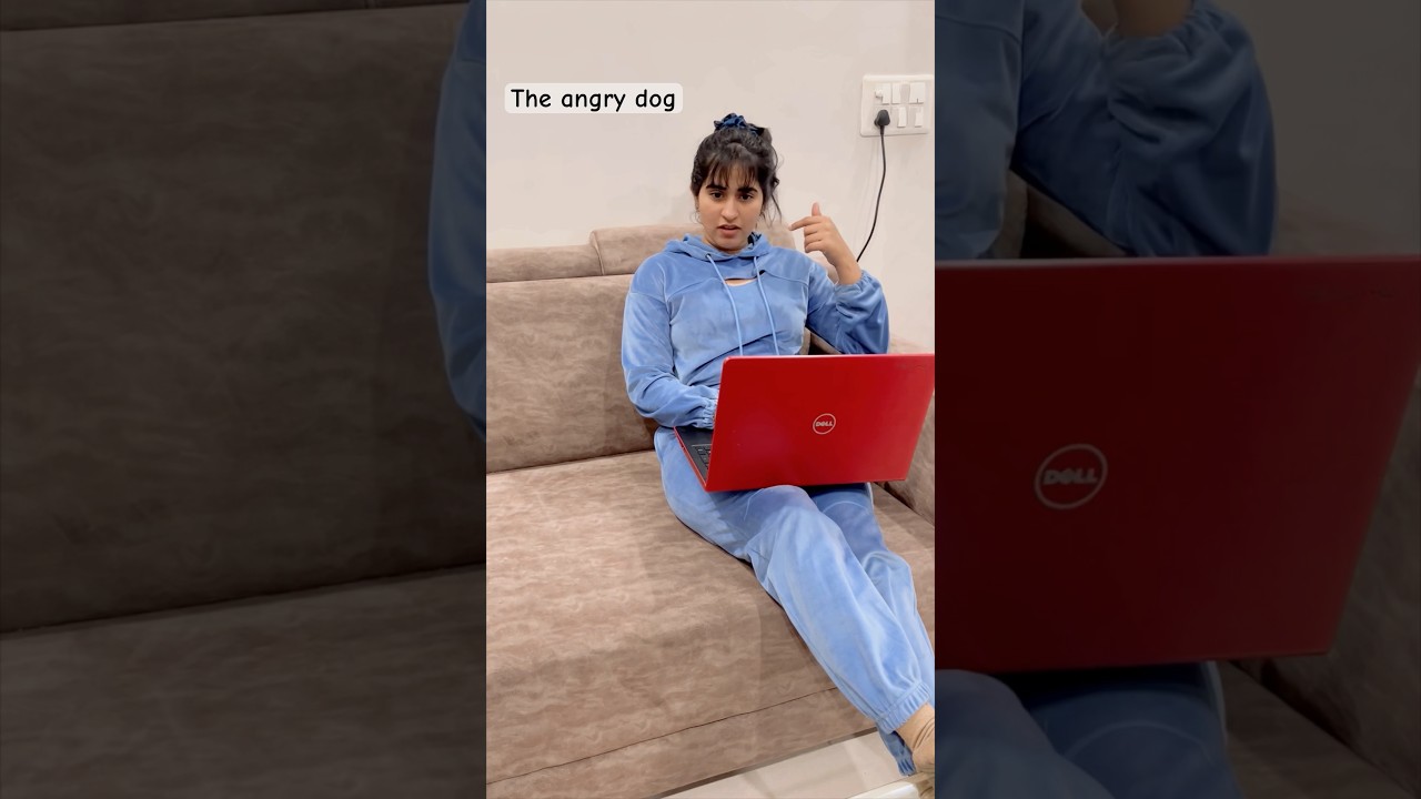 Dog angry with human