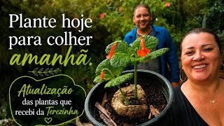 Atualizando o jardim no meio de dias difíceis… 🌿Tiana foi operada e eu não estou nada bem