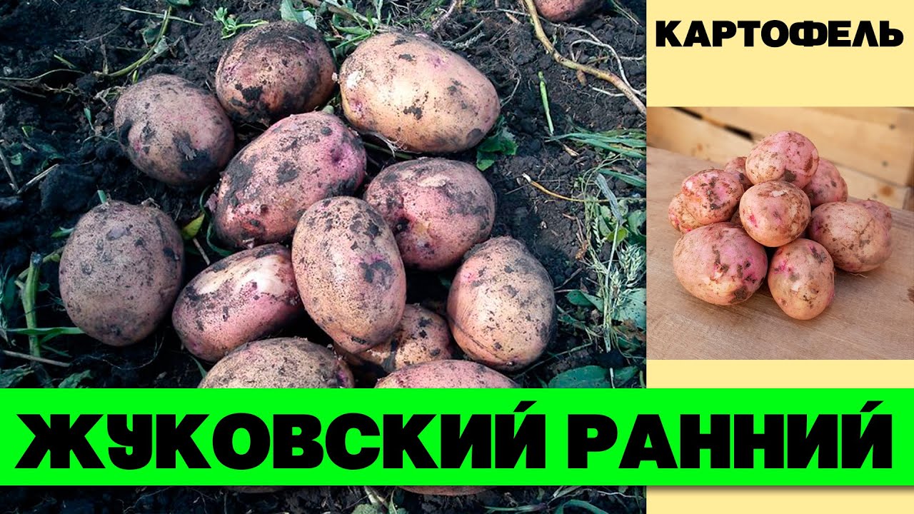 Жуковский ранний картофель характеристика