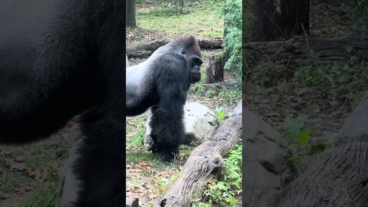 The former Alfa Gorilla meets a new Silverback Gorilla