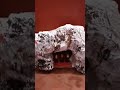 Vaishno Devi ki Katha, Vaishno Devi Gupha, #vaishnodeviyatra, #vaishnodevi, #ytshorts, #shorts