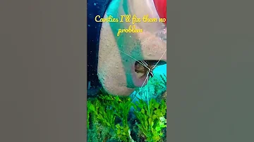 SHRIMP CLEANING TEETH OF DIVER!!!  CRAZY 😝 🦷 🦐  NATURE BEST