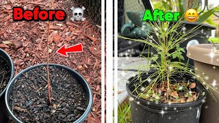 How To SAVE Dying Trees And Plants! (NO BS Quick Tips That Work) 