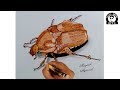 How To Draw 3D Beetle Drawing l Insect Drawing