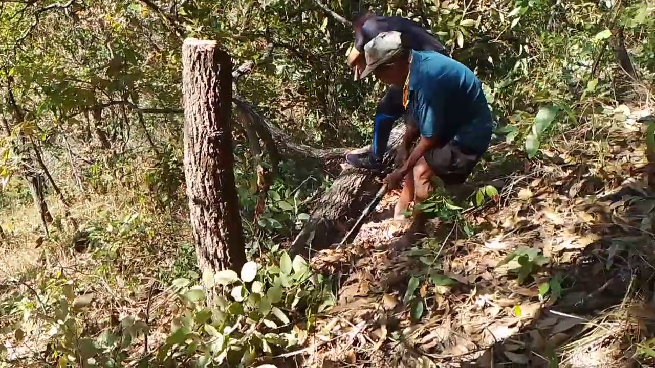 Cutting Firewood in Village Life #🪵🪓