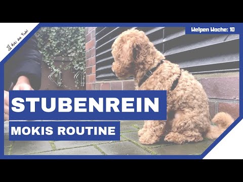 Moki&rsquo;s Routine zur Stubenreinheit - Zwergpudel Welpe 10 Wochen - poodle puppy house training