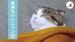 毛布をかけると、幸せな表情があふれる猫さん❤️【PECO TV】
