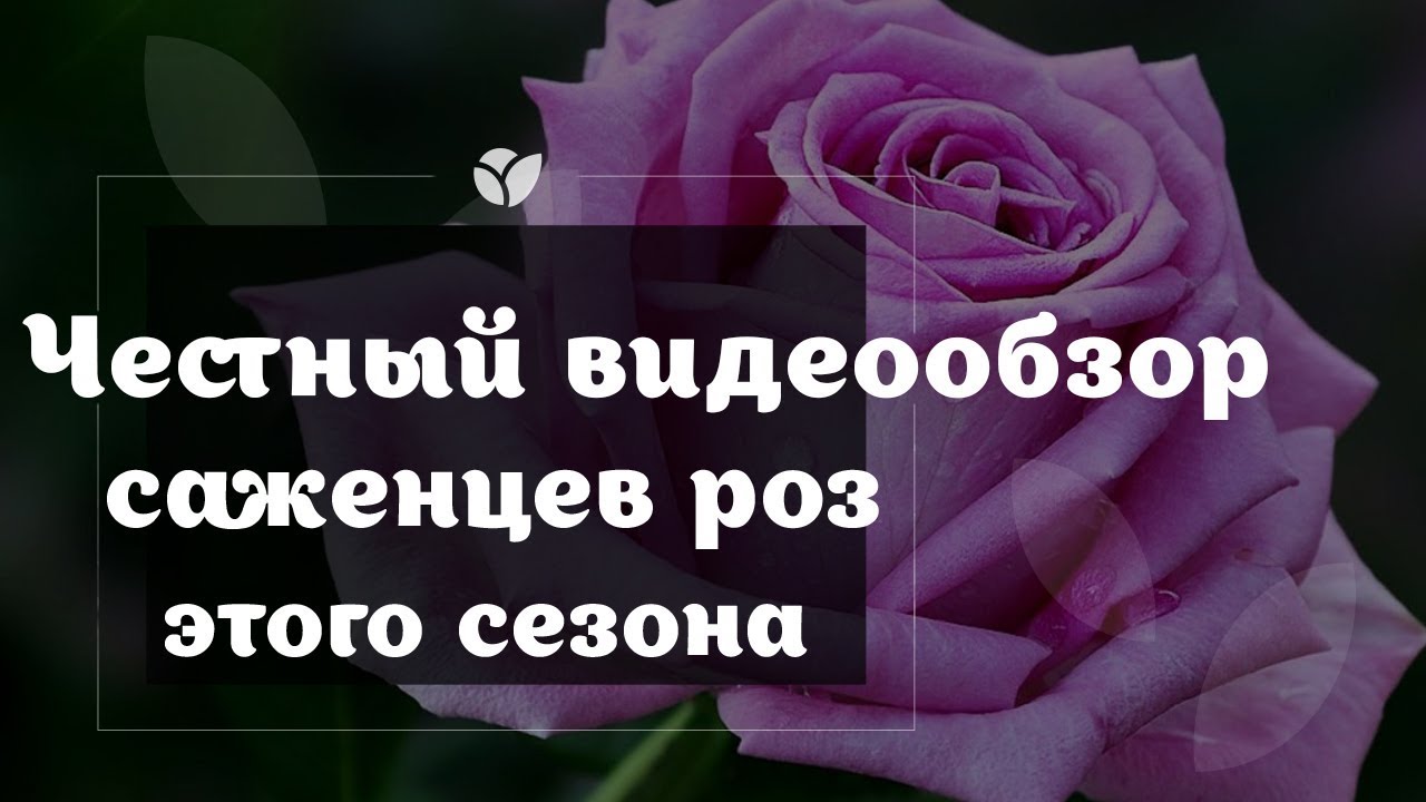 Otzyv O Agro Market Net Internet Magazin Tovarov Dlya Sada Agromarket Rozacharovan