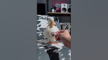 I hate when ducks are like this