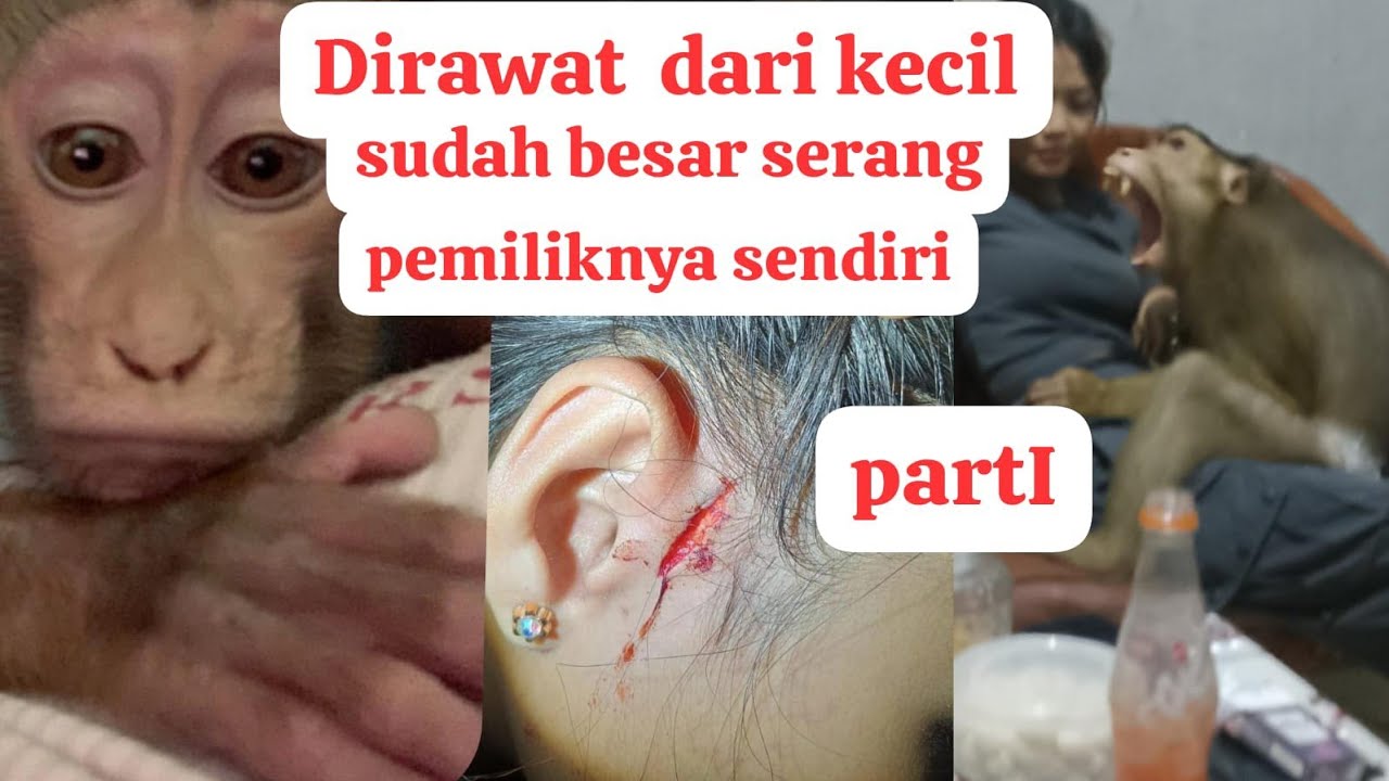 Yanto si beruk kecil imut yang tumbuh menjadi monster!!!