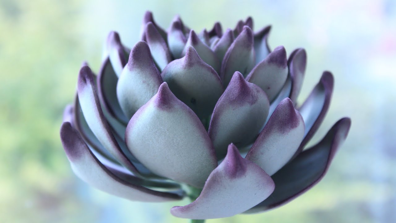 A Step By Step Tutorial On How To Make Fondant Sugar Gumpaste Succulent Flower 