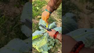 Vibrant Cabbage Chopping in a Cozy Farmhouse