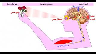 الاحساس الواعي الذي يليه الحركة الإرادية