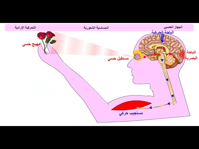 الاحساس الواعي الذي يليه الحركة الإرادية