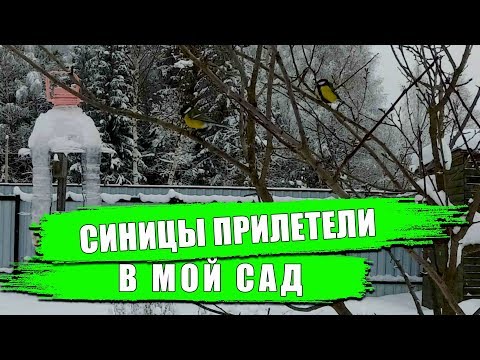 Синицы прилетели ко мне в сад. Как привлечь птиц на огород за 4 дня