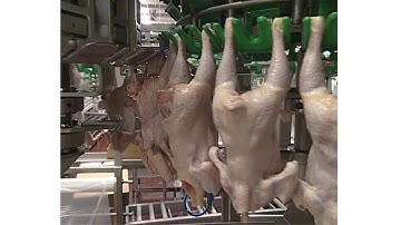 Meyn® Physic Cut Up system HQ