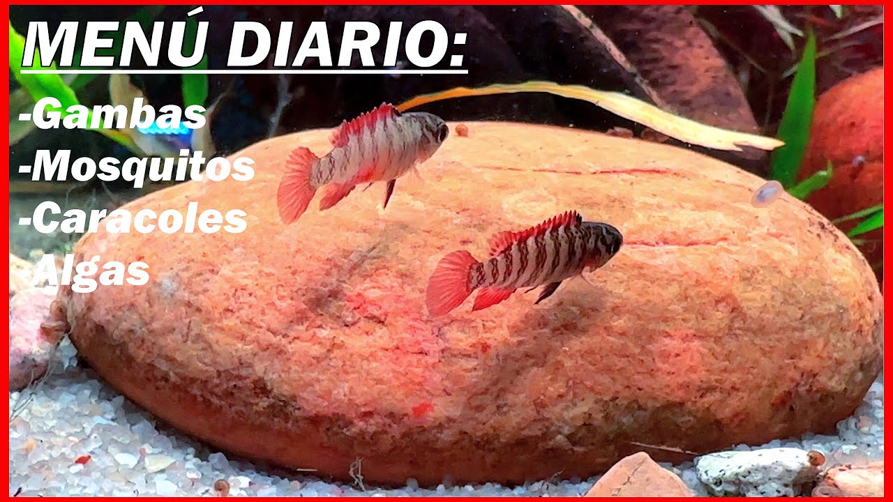 ASÍ ALIMENTAMOS A NUESTROS BADIS CON ALIMENTO SECO Y VIVO