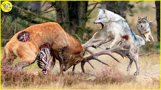 20 Moments When Prey Tries To Fight Off Brutal Wolves, What Happens Next In Wildlife? by The Horse  2,265 views 2 days ago 12 minutes, 22 seconds