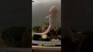 Можно ли доставать аксолотля из воды? #axolotl #аксолотль