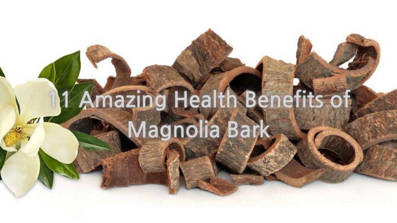 11 Amazing Health Benefits of Magnolia Bark