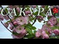 Знакомьтесь:  Сакуры (разные) !!!