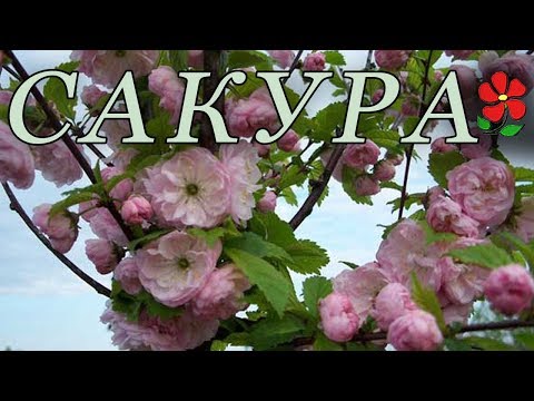 Знакомьтесь: Сакуры (разные)!!!