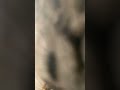 ゴロゴロ猫_GolooooopCat #shorts #CAT