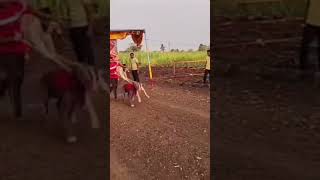 ?? King of ??|| कृष्णराज || greyhound dog varal shorts