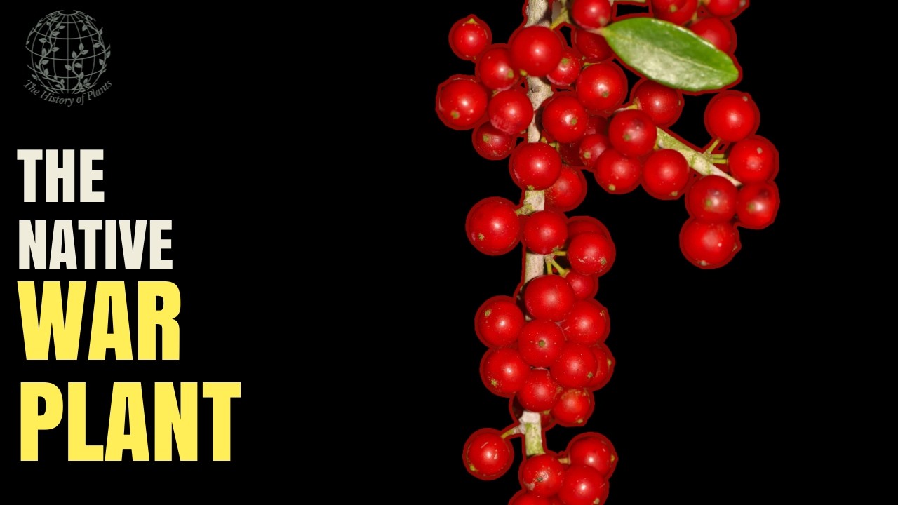 Is This the BEST Plant You've Never Heard Of?