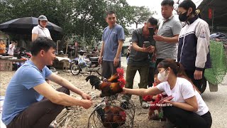 Sell ​​wild chickens and grow cassava. Robert | Green forest life