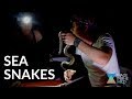 Sea Snake Nursery in Australia