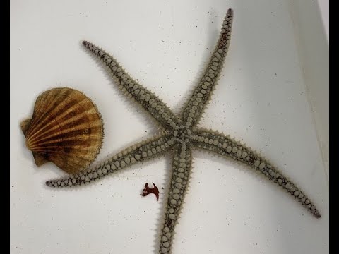 SCALLOP ESCAPES BEING EATEN BY STARFISH BY 'CLAPPING'