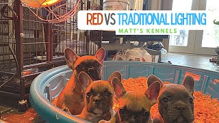 Why I use Red Colored Heat Lamps Better vs. Traditional Heat Lamps (Matt's Kennels, Puppies)